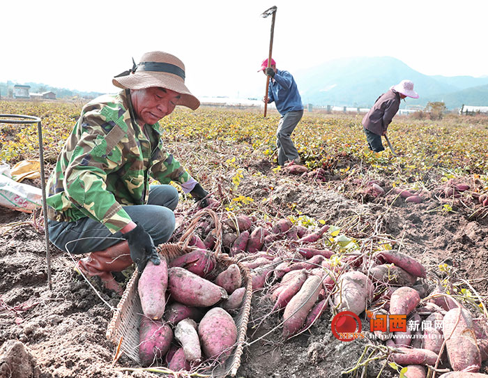 郑州富硒地瓜苗(富硒地瓜苗哪里有卖)-硒宝网