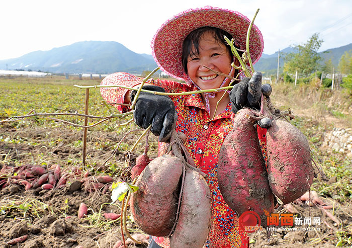 郑州富硒地瓜苗(富硒地瓜苗哪里有卖)-硒宝网