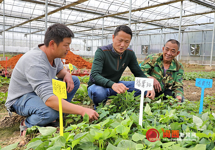 郑州富硒地瓜苗(富硒地瓜苗哪里有卖)-硒宝网