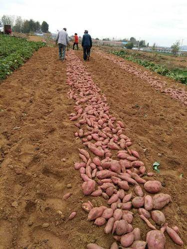 临沂烤富硒地瓜(山东富硒地瓜)-硒宝网