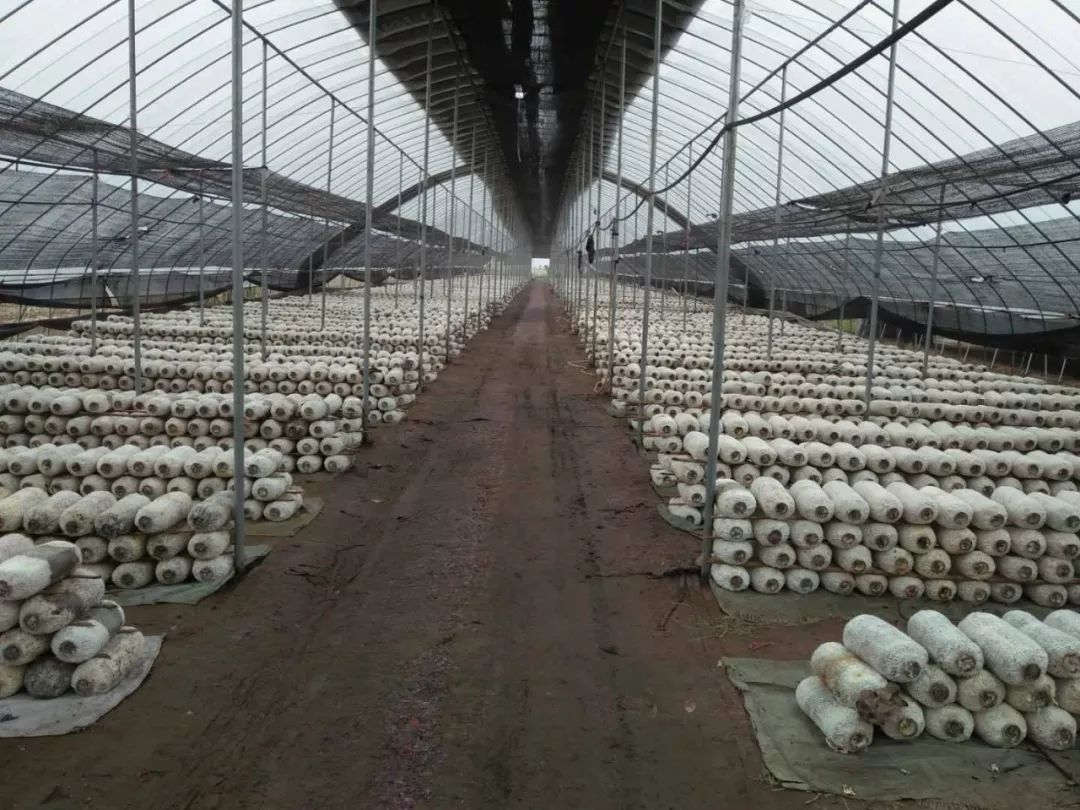 富硒地瓜片功效（富硒地瓜的功效）-硒宝网