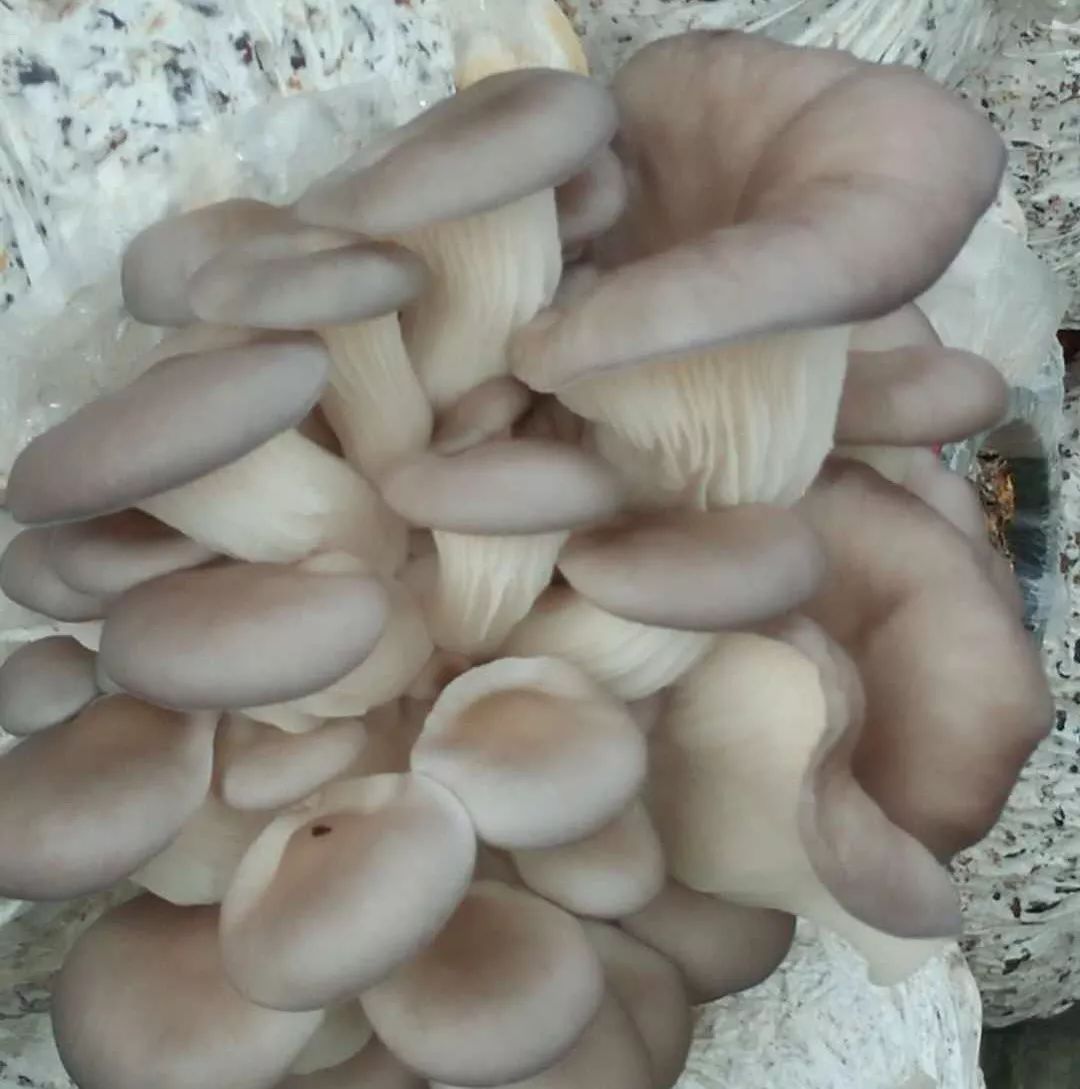 富硒地瓜片功效（富硒地瓜的功效）-硒宝网