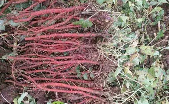 富硒地瓜片功效（富硒地瓜的功效）-硒宝网