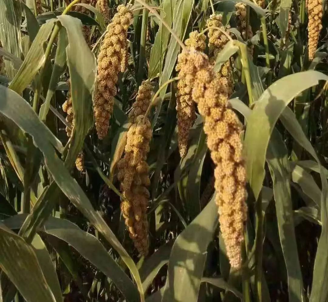 富硒地瓜片功效（富硒地瓜的功效）-硒宝网