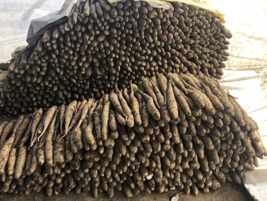 富硒地瓜片功效（富硒地瓜的功效）-硒宝网