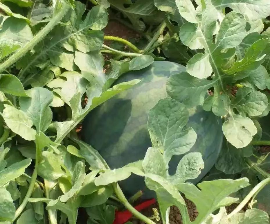 富硒地瓜片功效（富硒地瓜的功效）-硒宝网