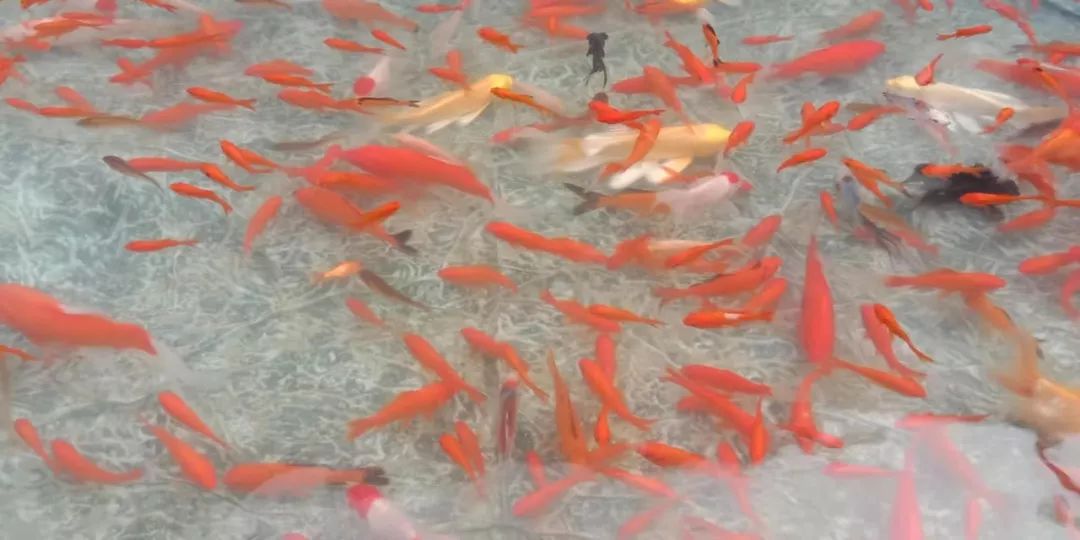 富硒地瓜片功效（富硒地瓜的功效）-硒宝网