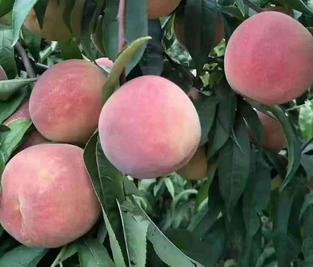 富硒地瓜片功效（富硒地瓜的功效）-硒宝网