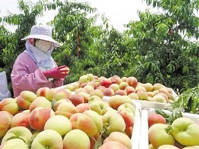 富硒地瓜片功效（富硒地瓜的功效）-硒宝网