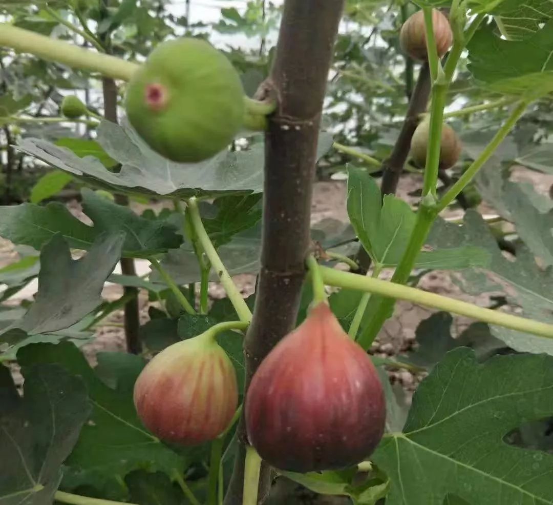 富硒地瓜片功效（富硒地瓜的功效）-硒宝网