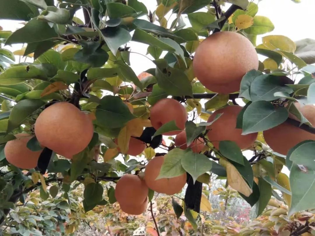 富硒地瓜片功效（富硒地瓜的功效）-硒宝网