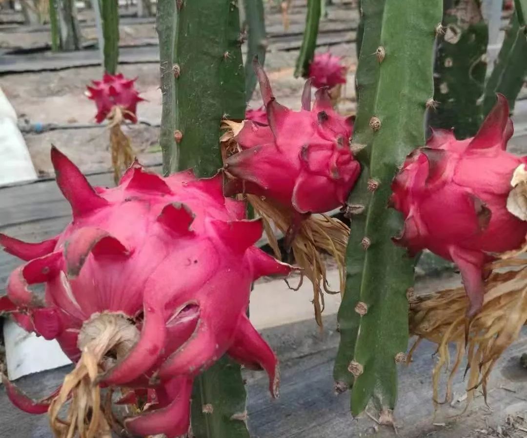 富硒地瓜片功效（富硒地瓜的功效）-硒宝网