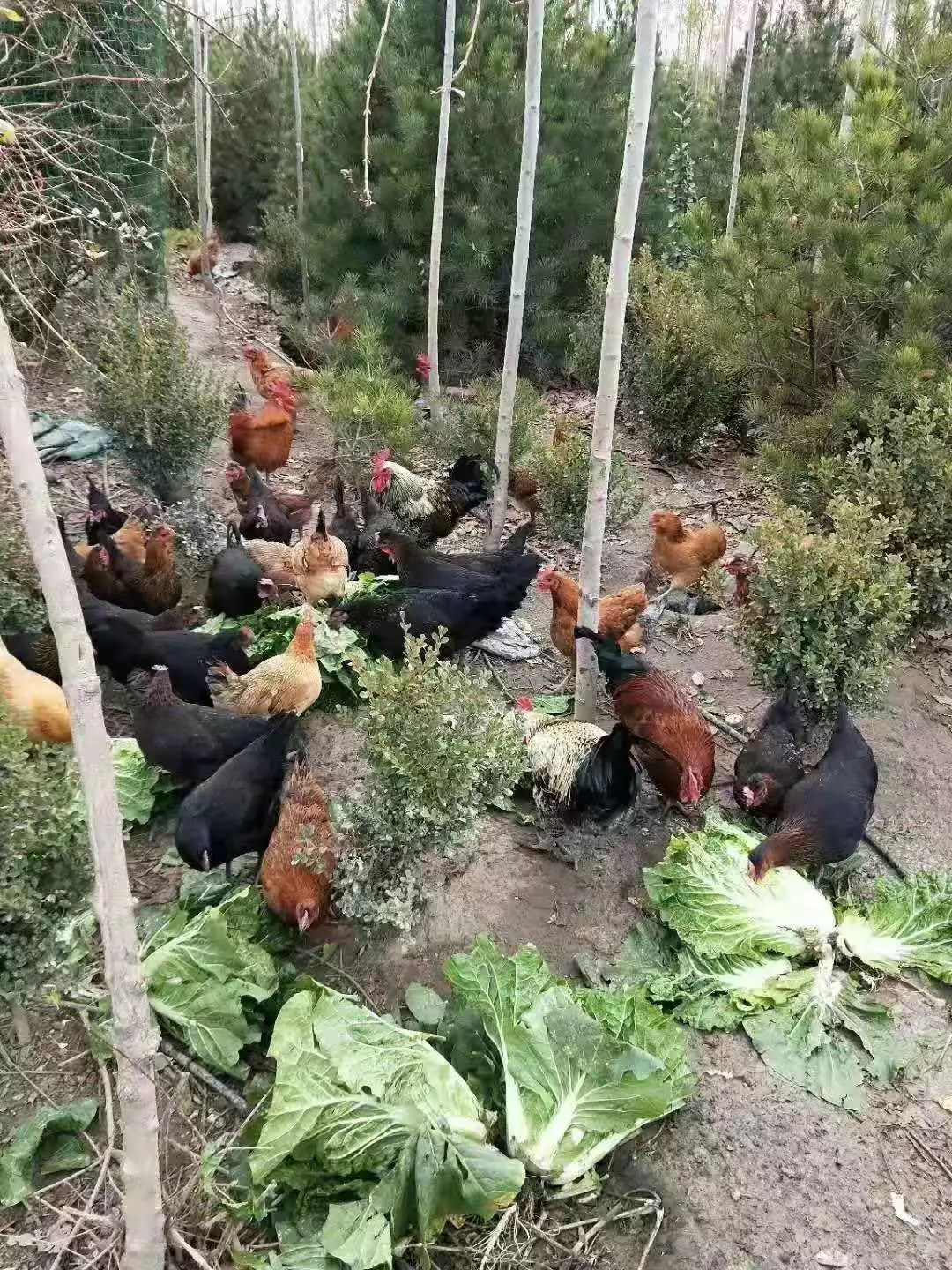 富硒地瓜片功效（富硒地瓜的功效）-硒宝网