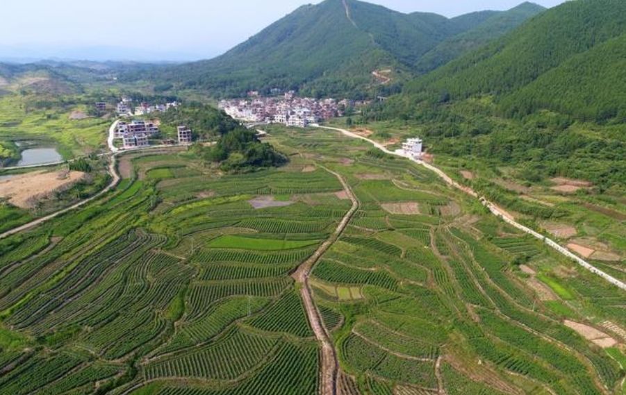 富硒地瓜片文案（地瓜的宣传文案）-硒宝网