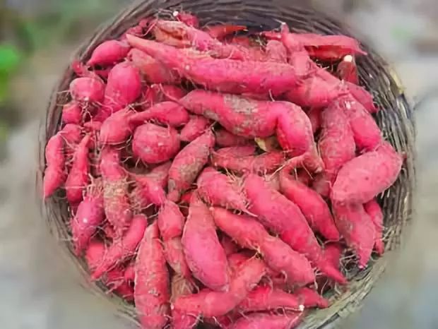 富硒地瓜片文案（地瓜的宣传文案）-硒宝网