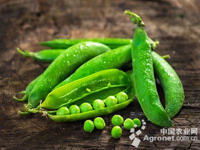 富硒地瓜片厂家（富硒地瓜哪个产地的好）-硒宝网