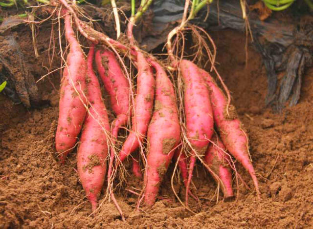 富硒地瓜如何吃（富硒地瓜能减肥吗）-硒宝网