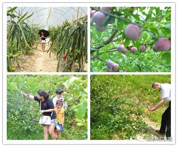 富硒地瓜片功效（地瓜功效片富硒的作用）-硒宝网