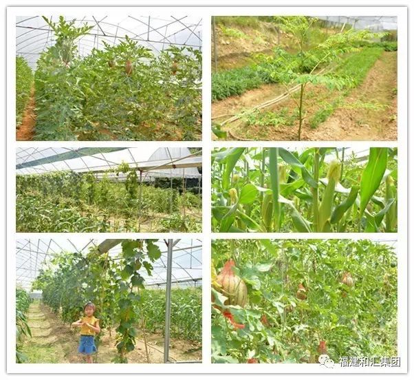 富硒地瓜片功效（地瓜功效片富硒的作用）-硒宝网