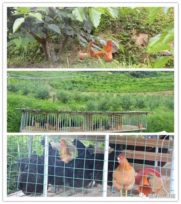 富硒地瓜片功效（地瓜功效片富硒的作用）-硒宝网