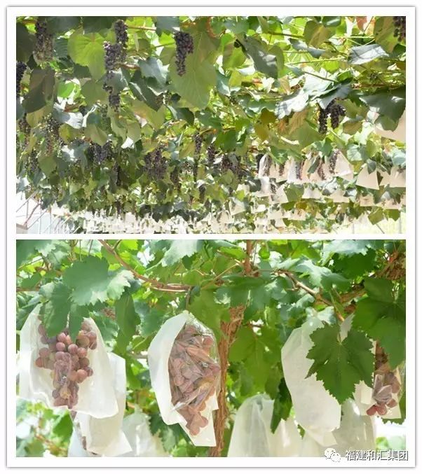 富硒地瓜片功效（地瓜功效片富硒的作用）-硒宝网