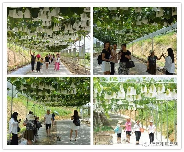 富硒地瓜片功效（地瓜功效片富硒的作用）-硒宝网