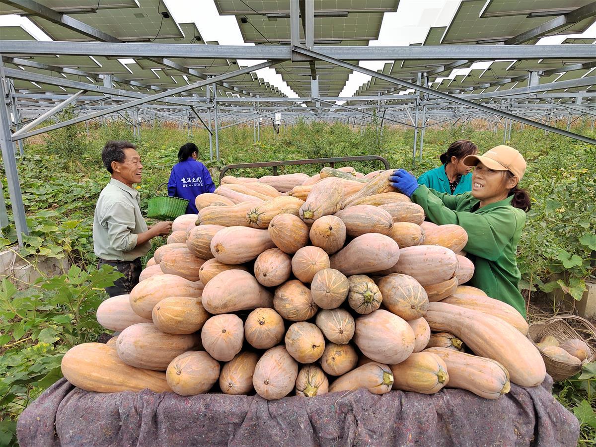 山口镇富硒地瓜（山口红薯干在哪里）-硒宝网