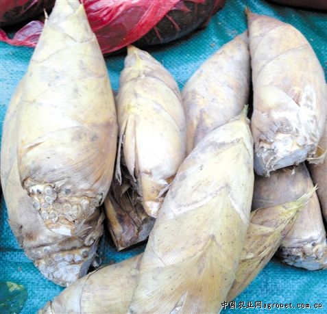 富硒地瓜煮多久(富硒地瓜减肥吗)-硒宝网