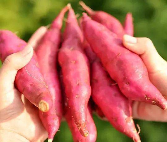 富硒地瓜吃多了(吃富硒地瓜有什么好处)-硒宝网