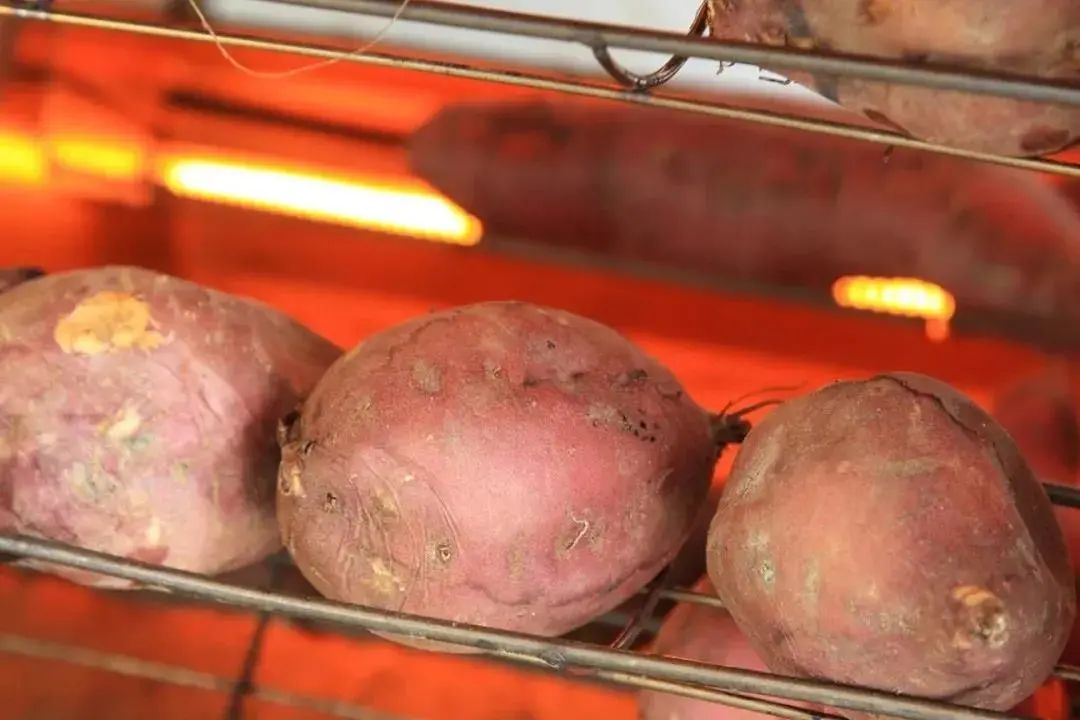烟台富硒地瓜苗（烟台地区地瓜种植时间）-硒宝网