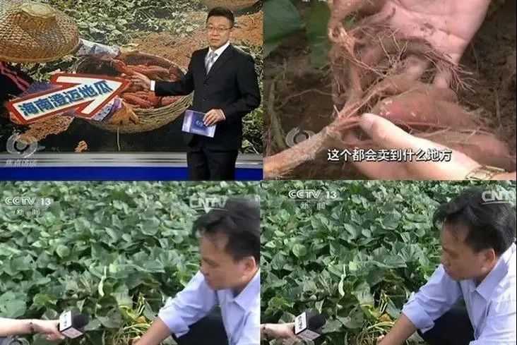 烟台富硒地瓜苗（烟台地区地瓜种植时间）-硒宝网