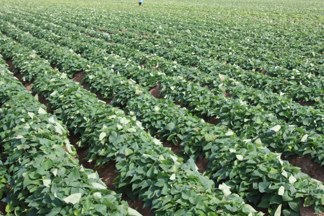 烟台富硒地瓜苗（烟台地区地瓜种植时间）-硒宝网