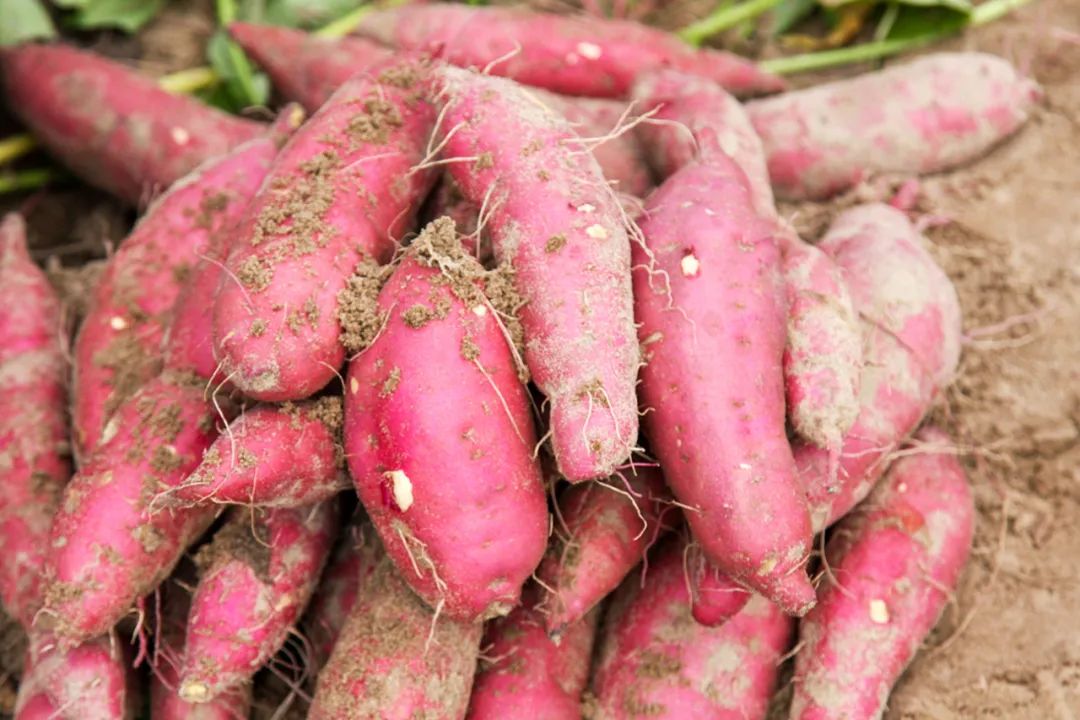 烟台富硒地瓜苗（烟台地区地瓜种植时间）-硒宝网