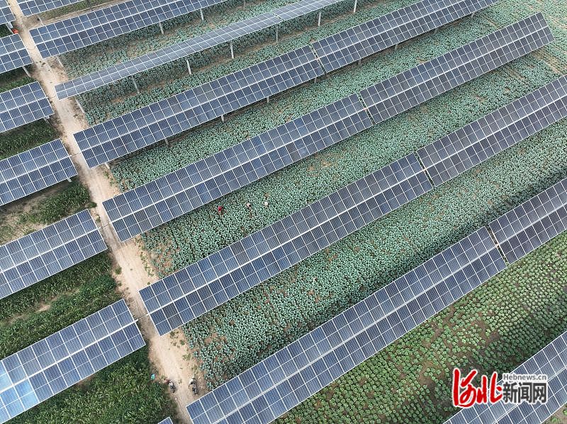 山口镇富硒地瓜（山口地瓜好吃还是桥头）-硒宝网