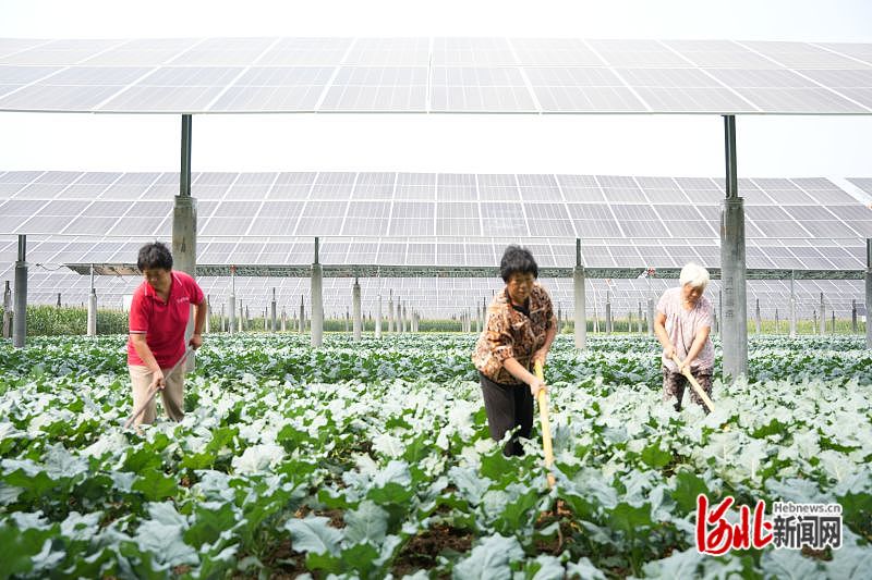 山口镇富硒地瓜（山口地瓜好吃还是桥头）-硒宝网