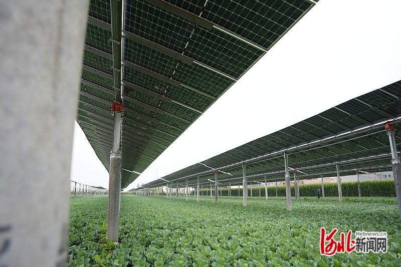 山口镇富硒地瓜（山口地瓜好吃还是桥头）-硒宝网