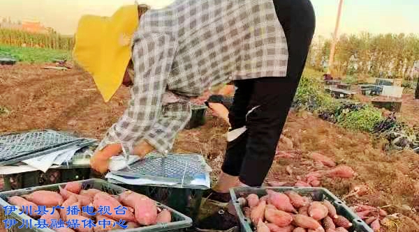 富硒地瓜种哪里（富硒地瓜怎么种植）-硒宝网