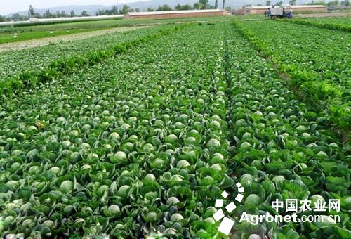 富硒地瓜片厂家(富硒地瓜口感怎样)-硒宝网