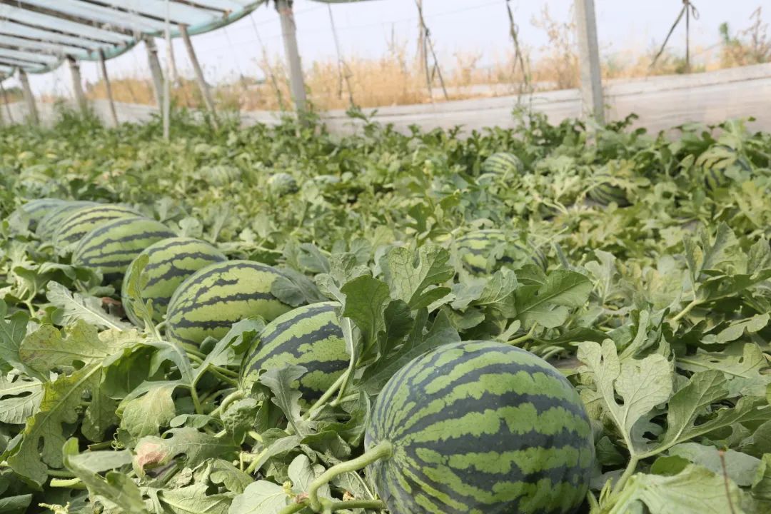 富硒烤地瓜历史（地瓜历史富硒产量排名）-硒宝网