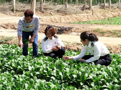 富硒地瓜开花吗(富硒地瓜口感)-硒宝网