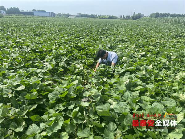 富硒地瓜的保存（保存地瓜富硒的方法）-硒宝网