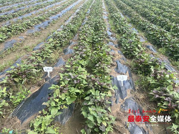 富硒地瓜的保存（保存地瓜富硒的方法）-硒宝网