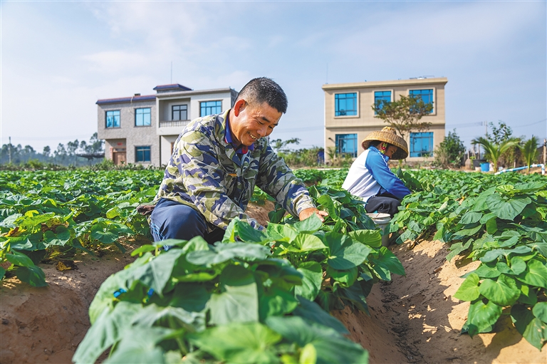 澄迈的富硒地瓜（富硒地瓜价格）-硒宝网