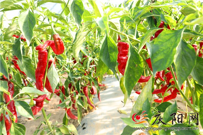 富硒地瓜骗人的（富硒地瓜有什么好处）-硒宝网