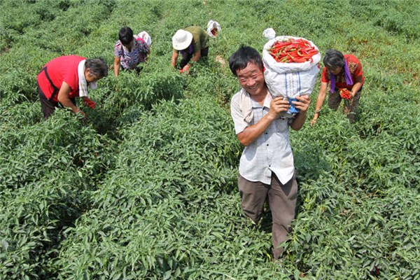 富硒地瓜骗人的（富硒地瓜有什么好处）-硒宝网