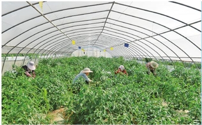 富硒地瓜骗人的（富硒地瓜有什么好处）-硒宝网