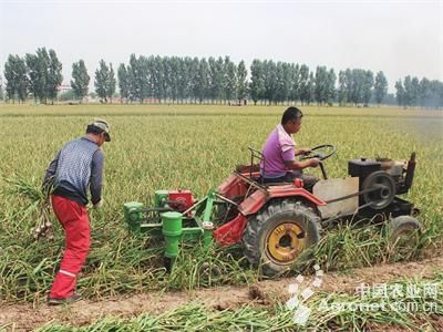 富硒地瓜的种植（富硒地瓜亩产多少斤）-硒宝网