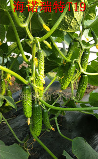 地瓜真的富硒吗（富硒地瓜对人体有什么好处）-硒宝网