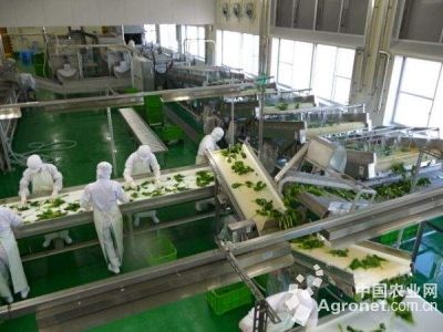 地瓜真的富硒吗（富硒地瓜对人体有什么好处）-硒宝网