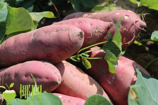 有机富硒的地瓜(富硒地瓜口感怎样)-硒宝网